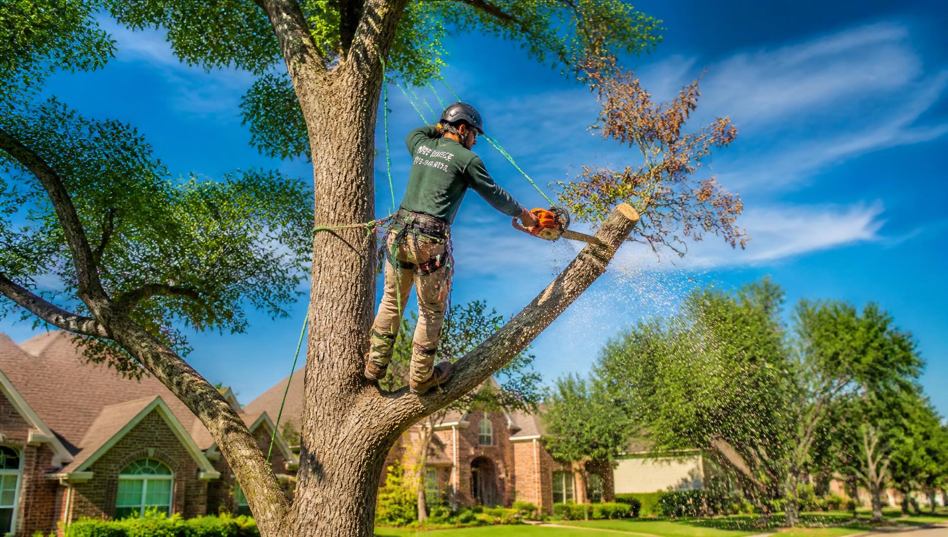 Professional arborist pruning a large oak tree in Plano, Texas